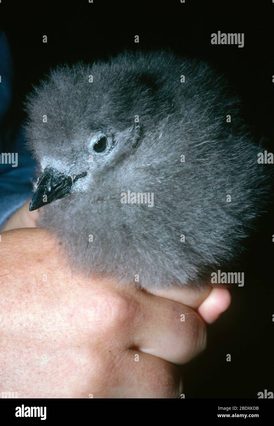 Cassin's Auklet Chick Stock Photo