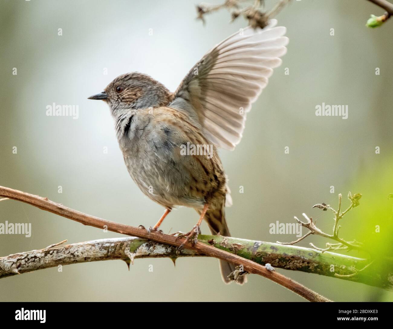 A Dunnock (Prunella Modularis) perched on a branch, West Lothian, Scotland. Stock Photo