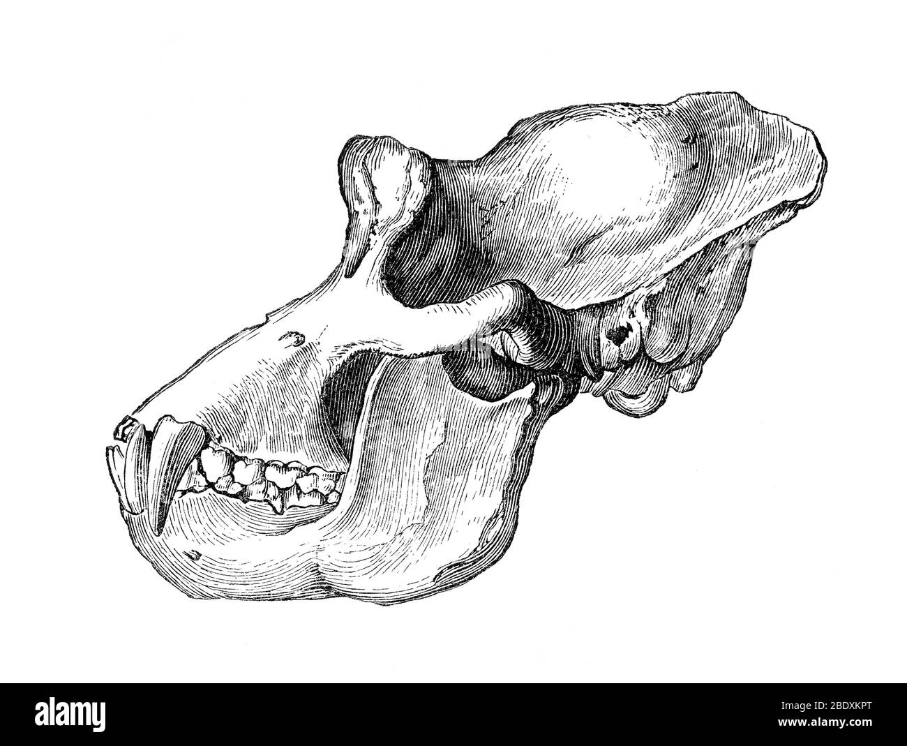 Gorilla Skull Stock Photo