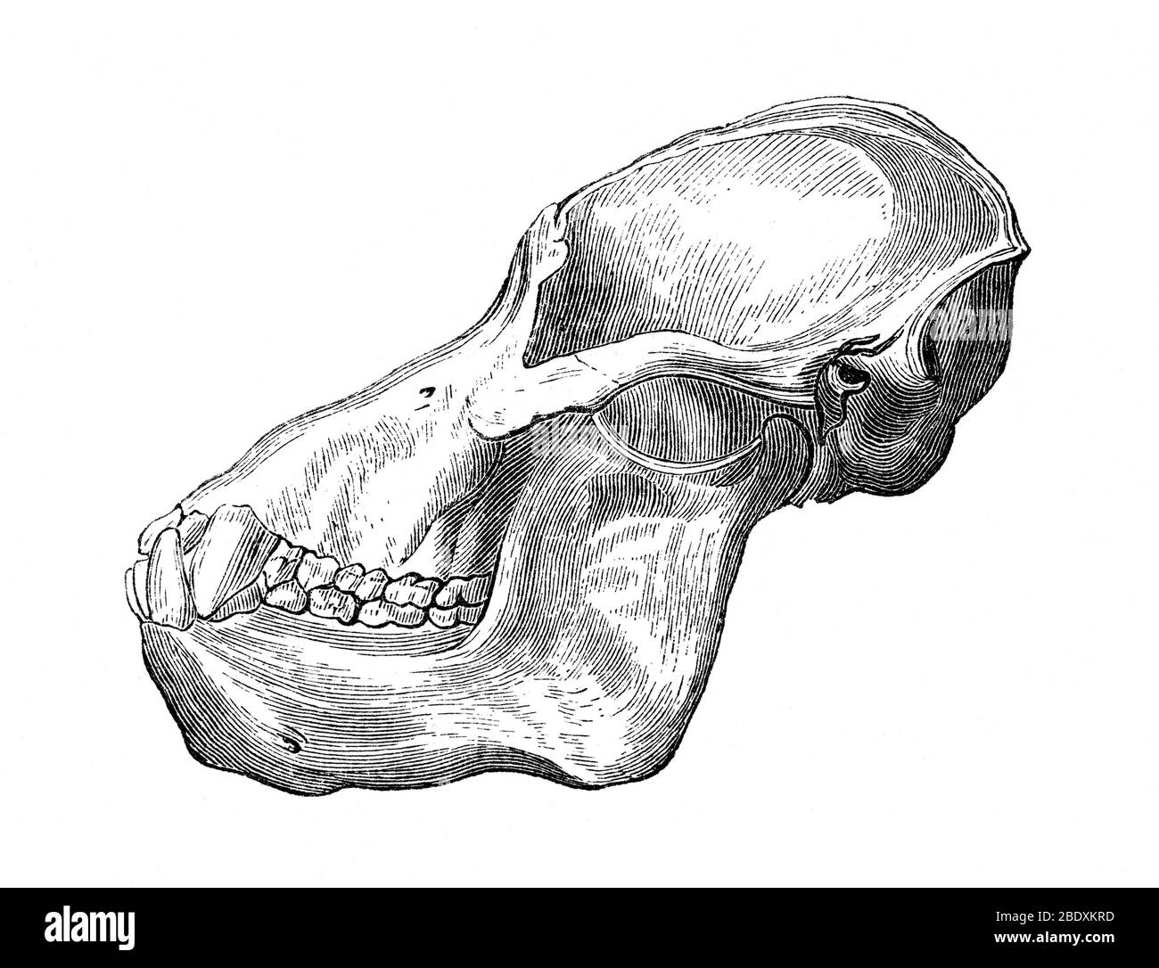 Orangutan Skull Stock Photo