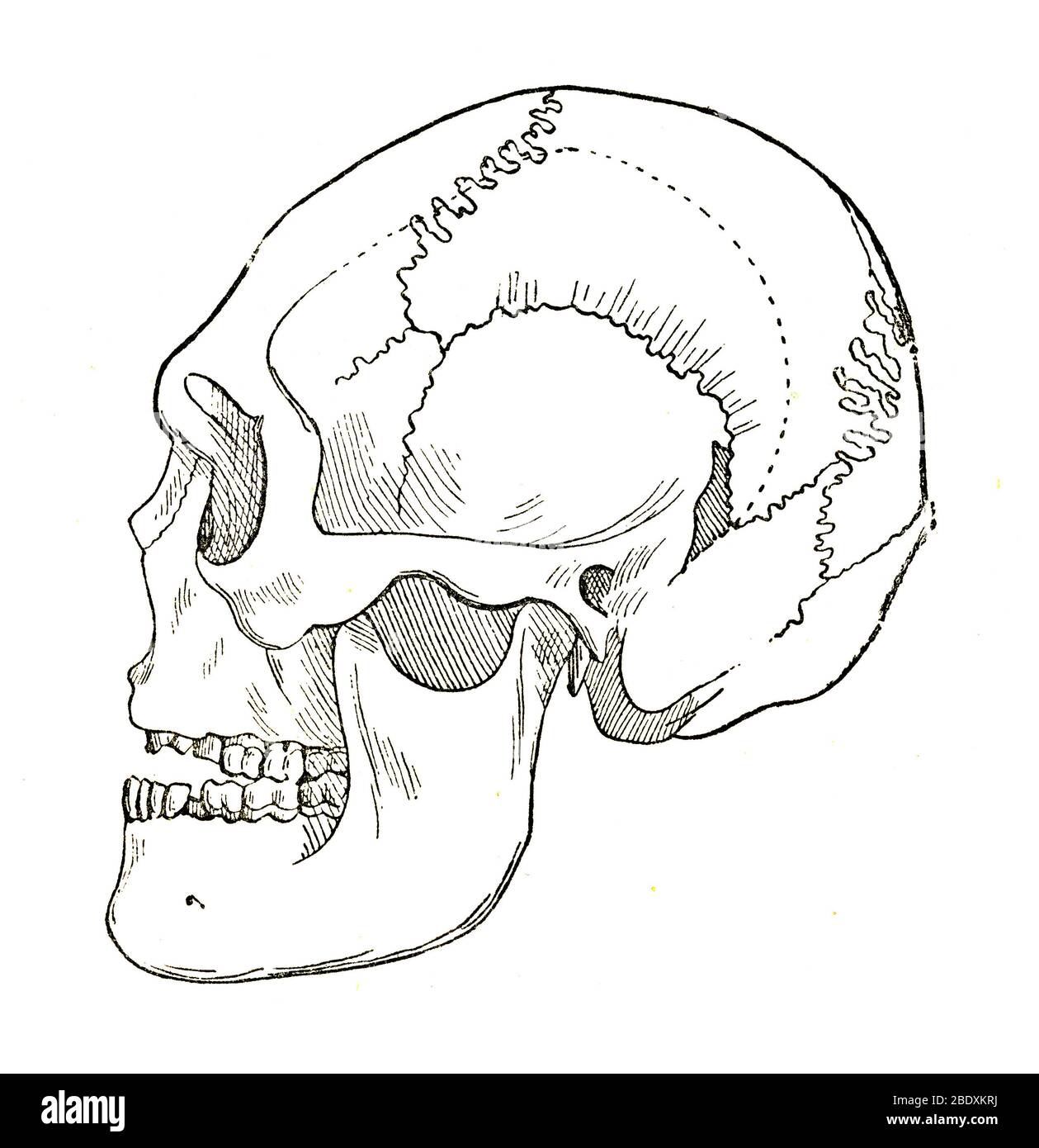 Borreby Skull Stock Photo
