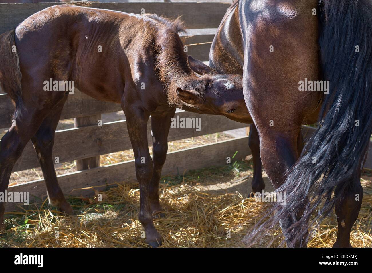 one month old brown foal sucks mother's milk. Caring horse feeds the