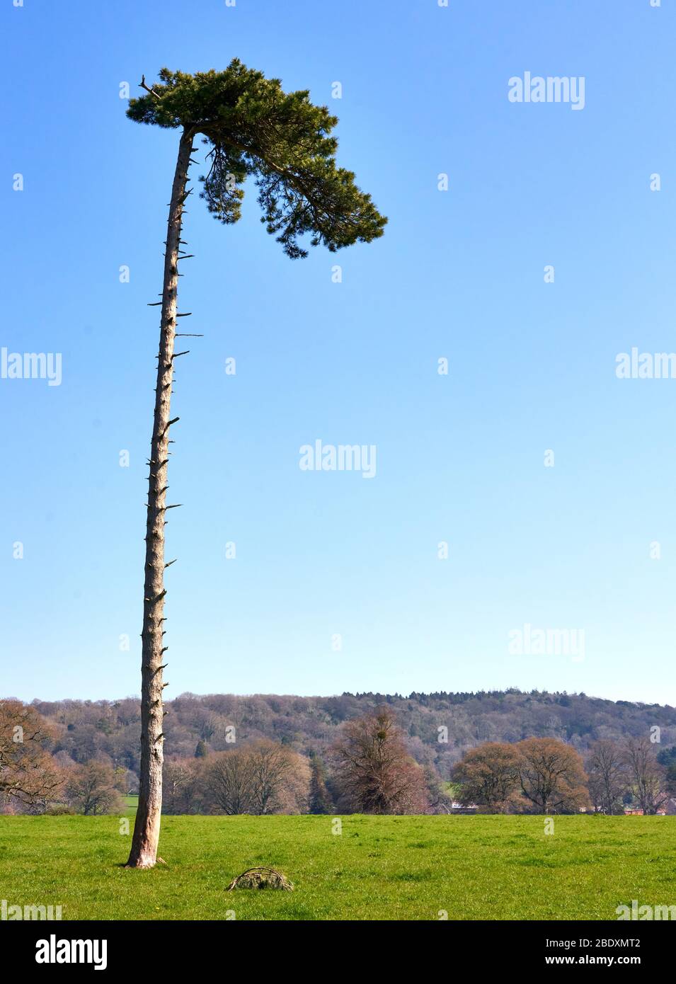 Unusually tall Scots Pine tree Pinus sylvestris in an exposed position with lower branches stripped by wind - Somerset UK Stock Photo
