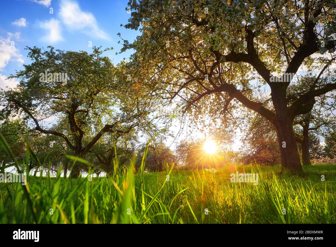 Setting sun framed by two trees on a green meadow with blades of grass in the foreground and blue sky Stock Photo