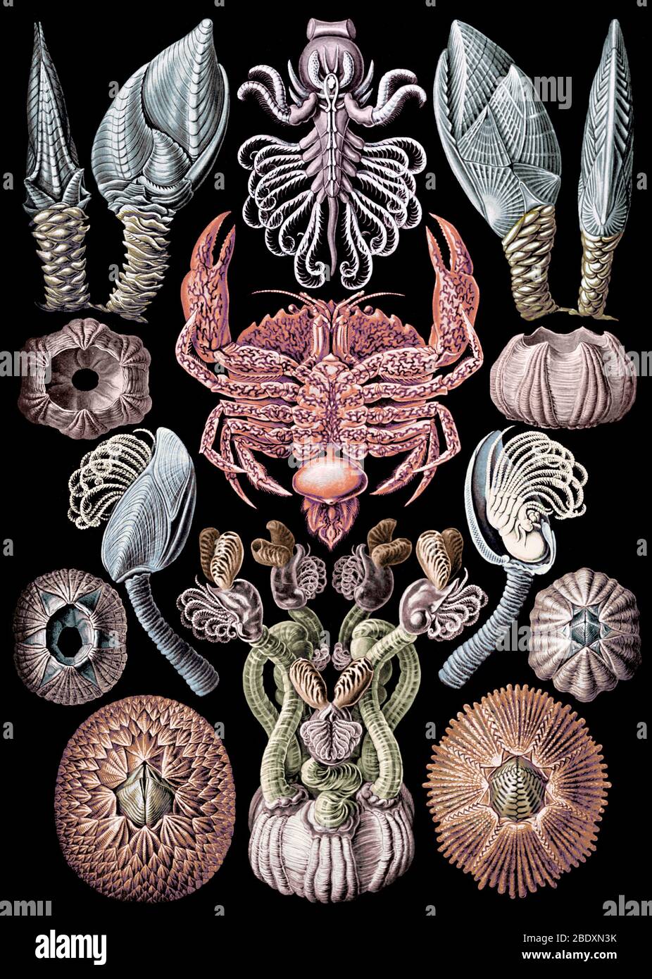 Ernst Haeckel, Cirripedia, Barnacles Stock Photo