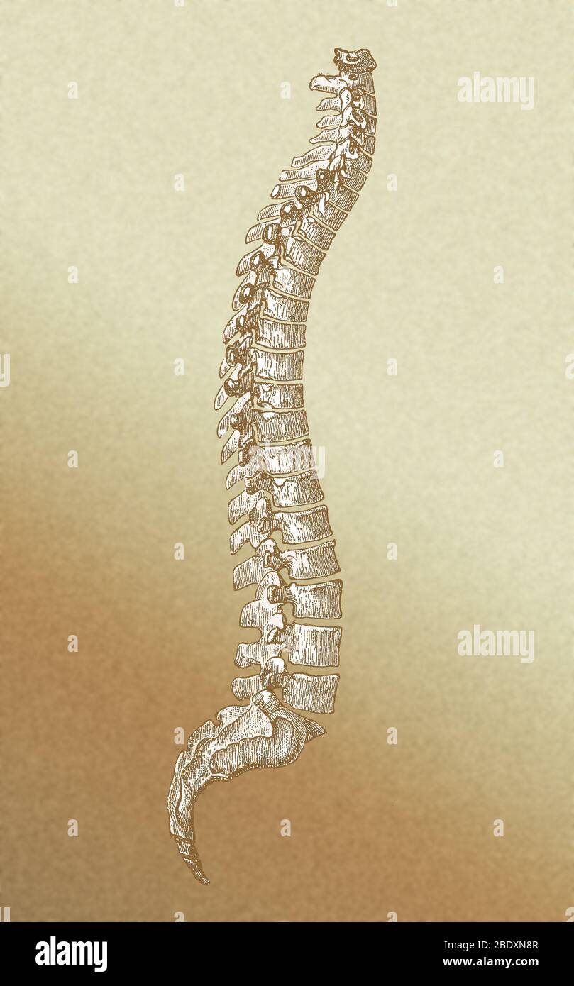 Spinal Column Stock Photo