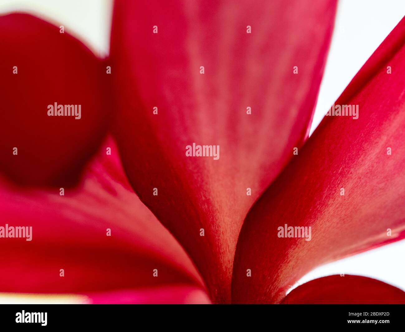 Macro Plant Photography - Red Frangipani Stock Photo