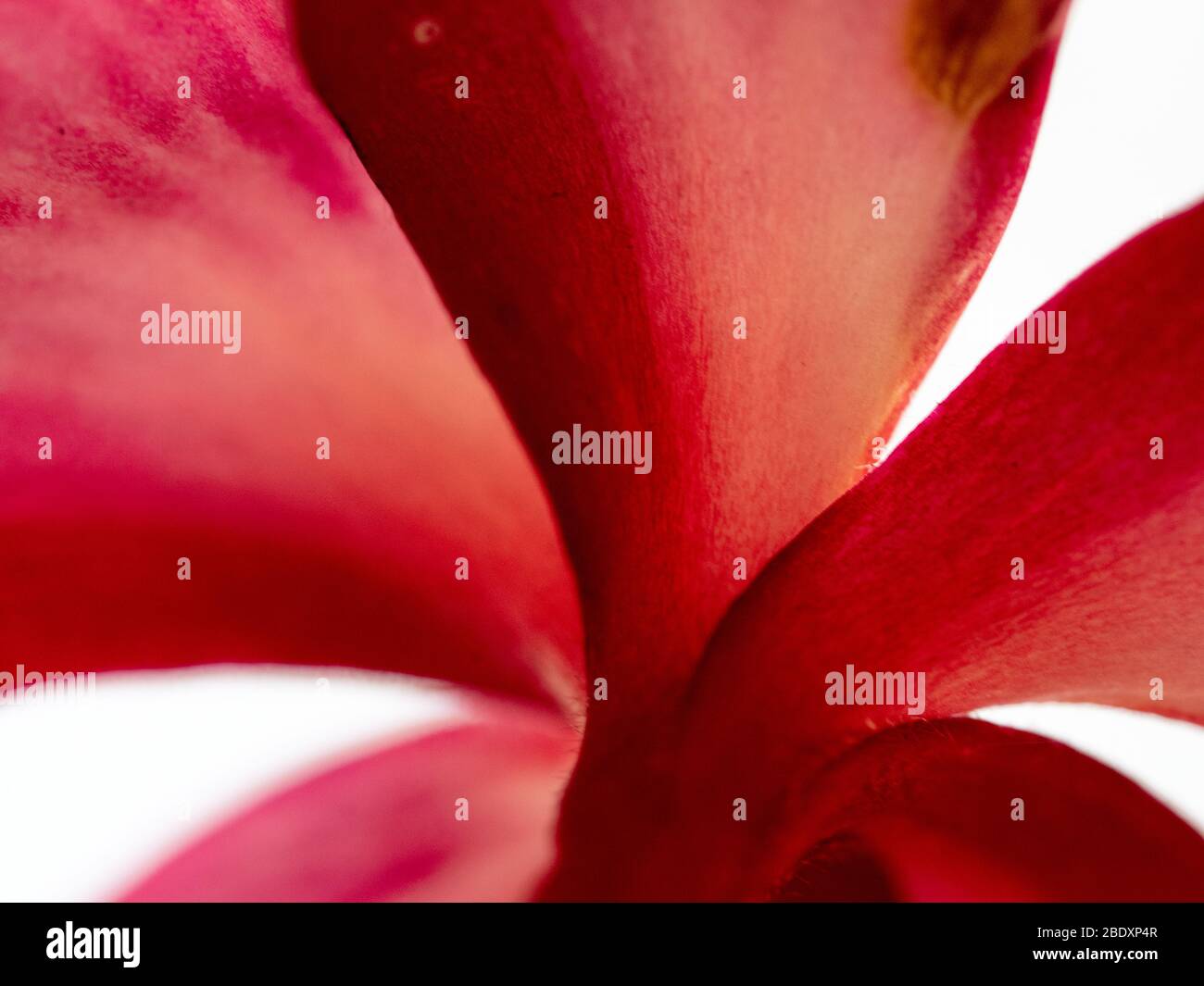 Macro Plant Photography - Red Frangipani Stock Photo