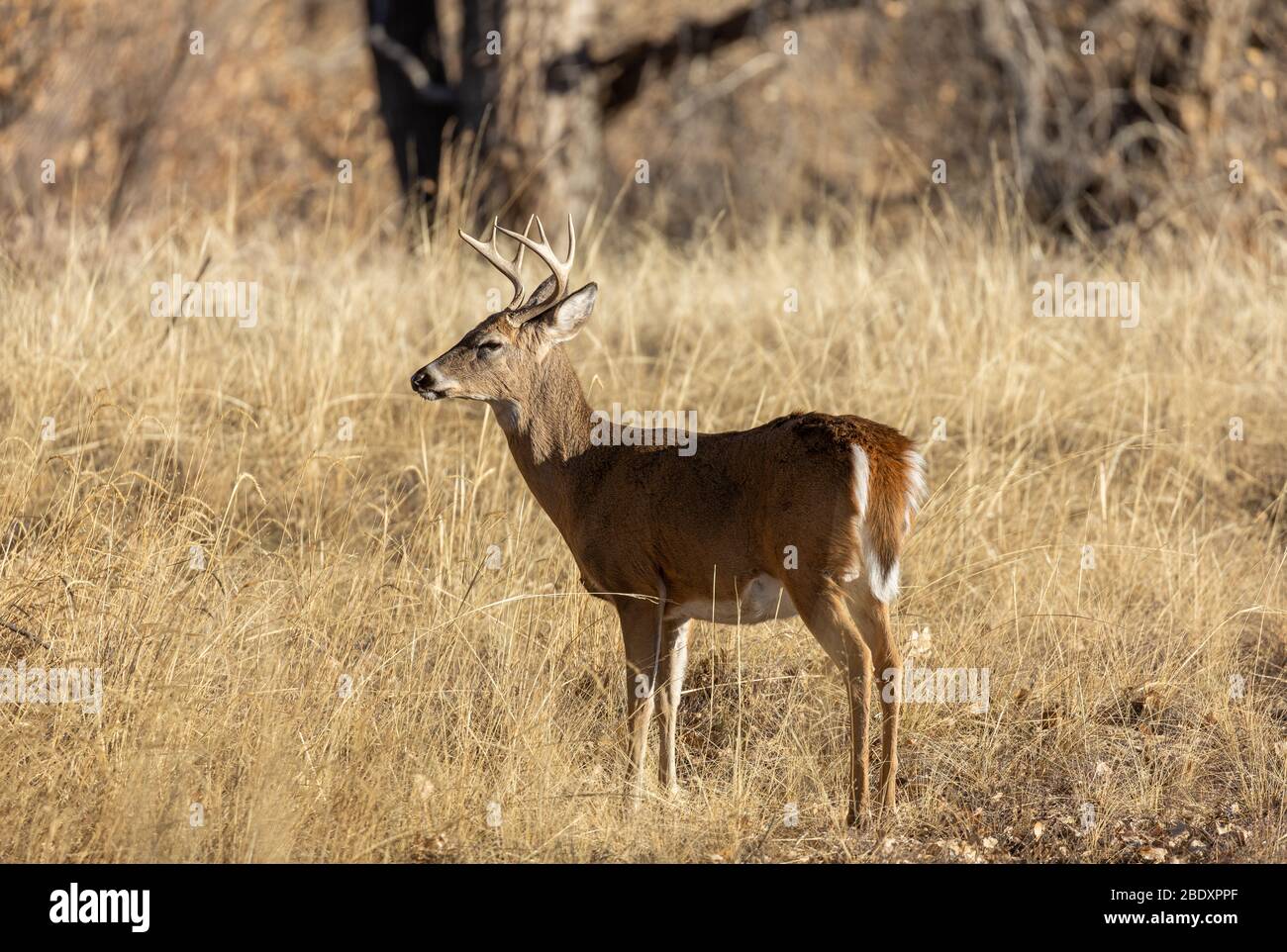 Whitetail Deer Buck in the Fall rut Stock Photo - Alamy