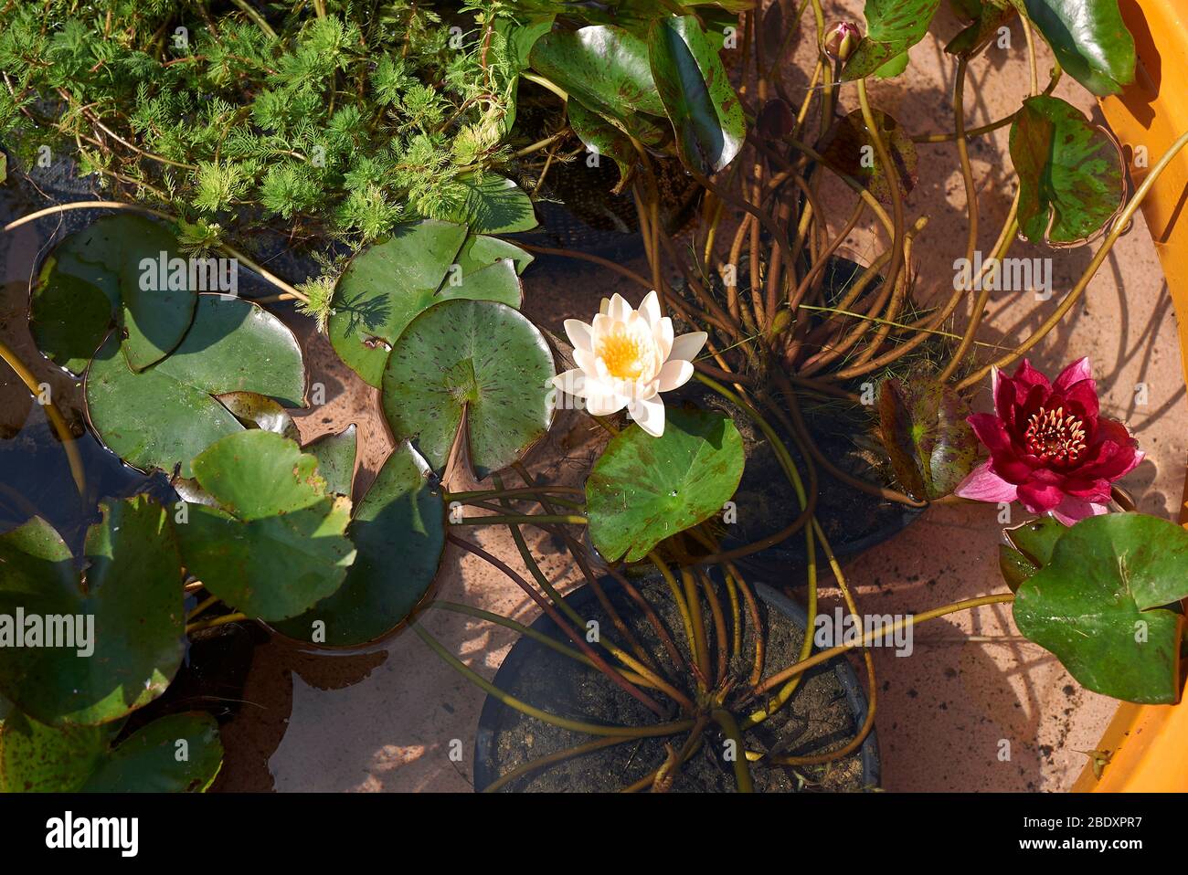 aquatic plants in a tub pond Stock Photo Alamy