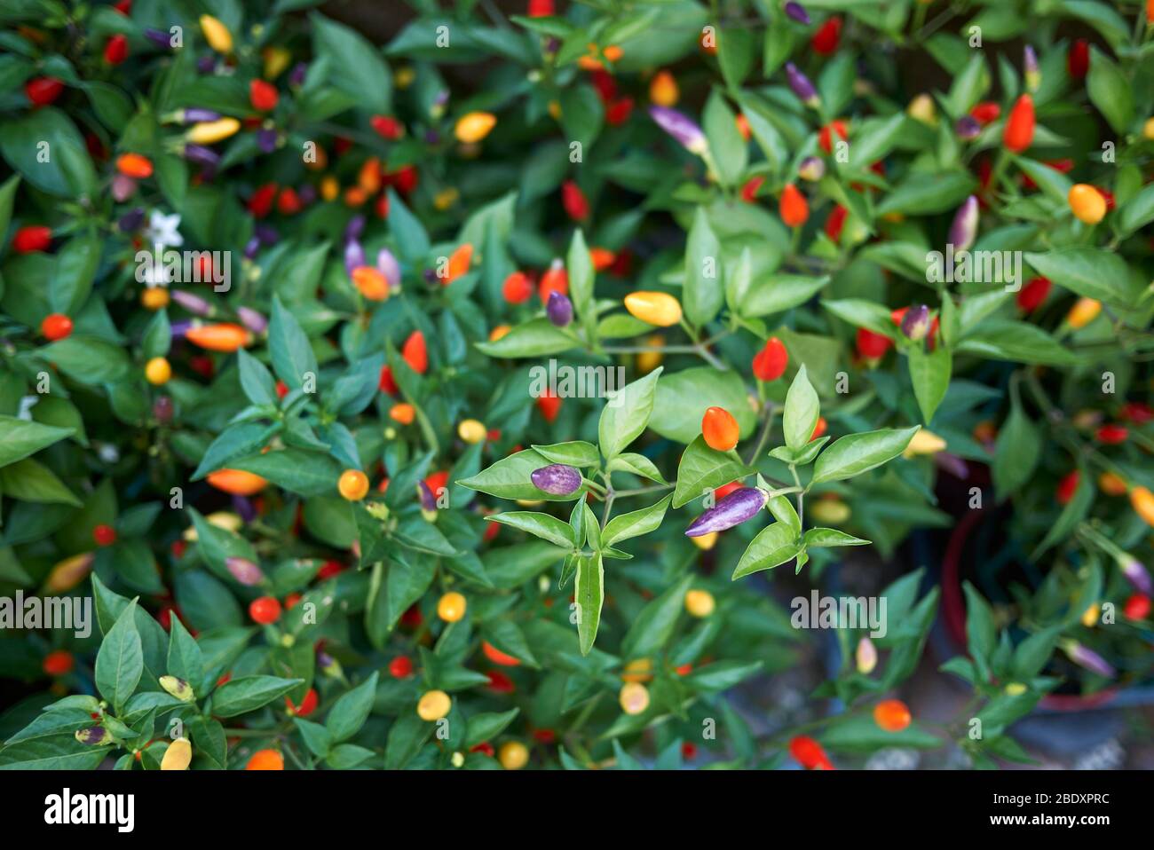 Capsicum annuum, ornamental peppers Stock Photo