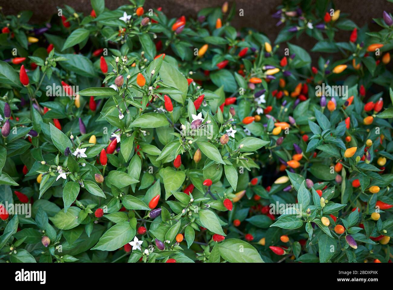 Capsicum annuum, ornamental peppers Stock Photo