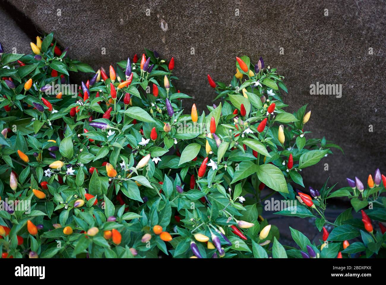 Capsicum annuum, ornamental peppers Stock Photo Alamy