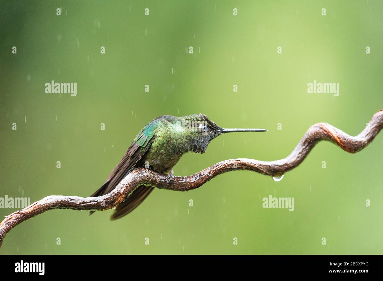 A Talamanca Hummingbird (Eugenes spectabilis) showing territorial behavoir on a curly branch in Costa Rica Stock Photo