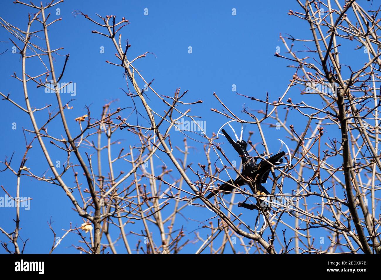 Quadcopter entangled in tree branches Stock Photo