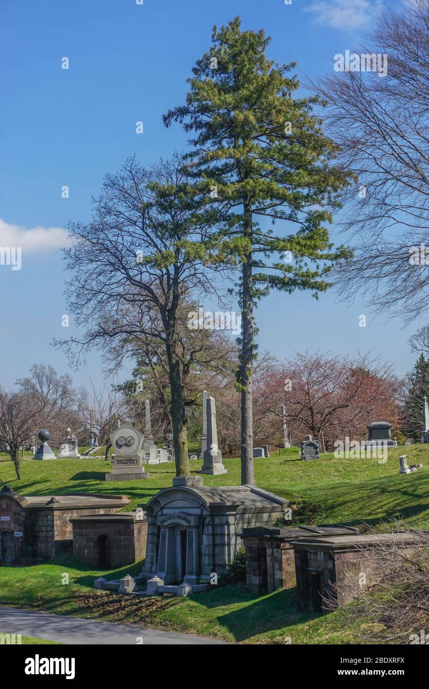 Brooklyn, New York, USA: Two tall trees tower over graves and mausoleums at Green-Wood Cemetery. Stock Photo