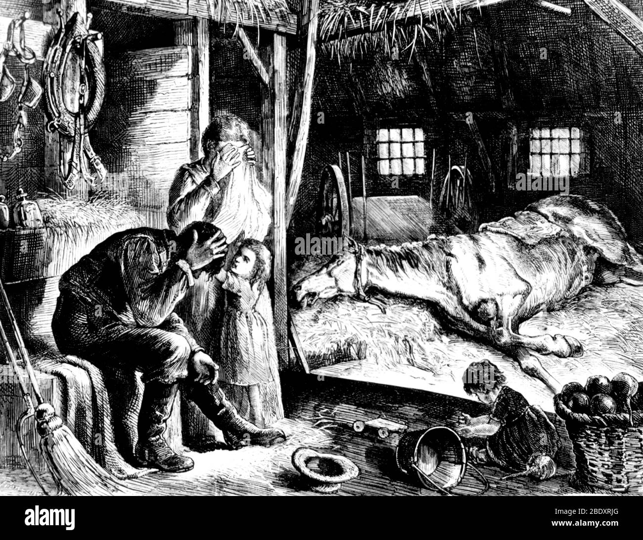 Rinderpest Outbreak, Horse Plague, 1872 Stock Photo