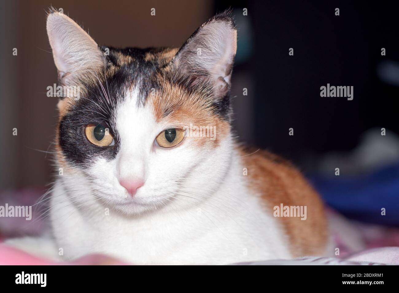 portrait of a Young Tricolor cat looking at the camera. beautiful yellow eyes. Stock Photo