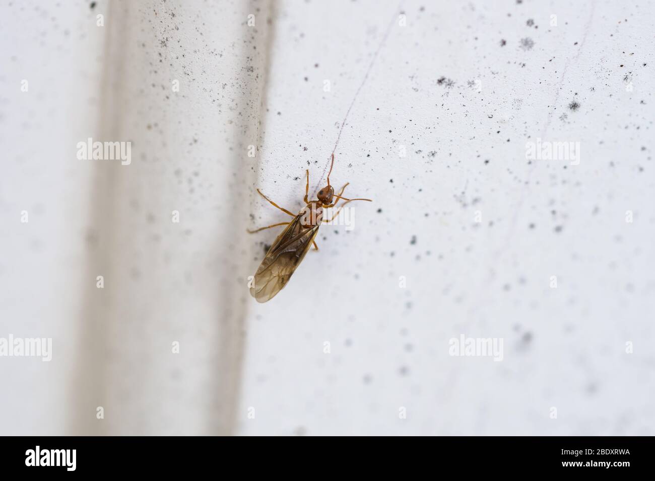 Small Honey Ant in Springtime Stock Photo