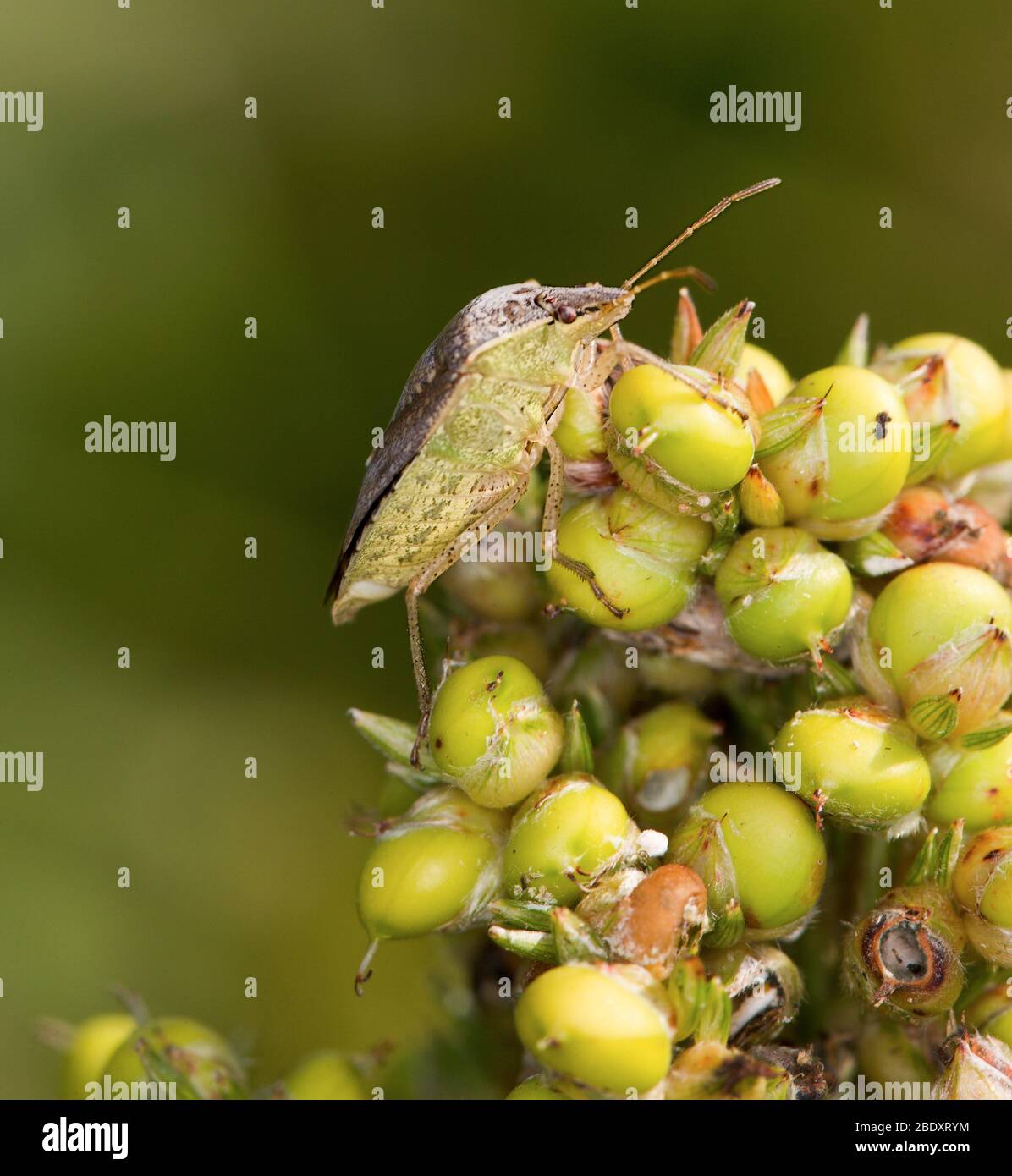 Brown Stink Bug, Euschistus servus Stock Photo