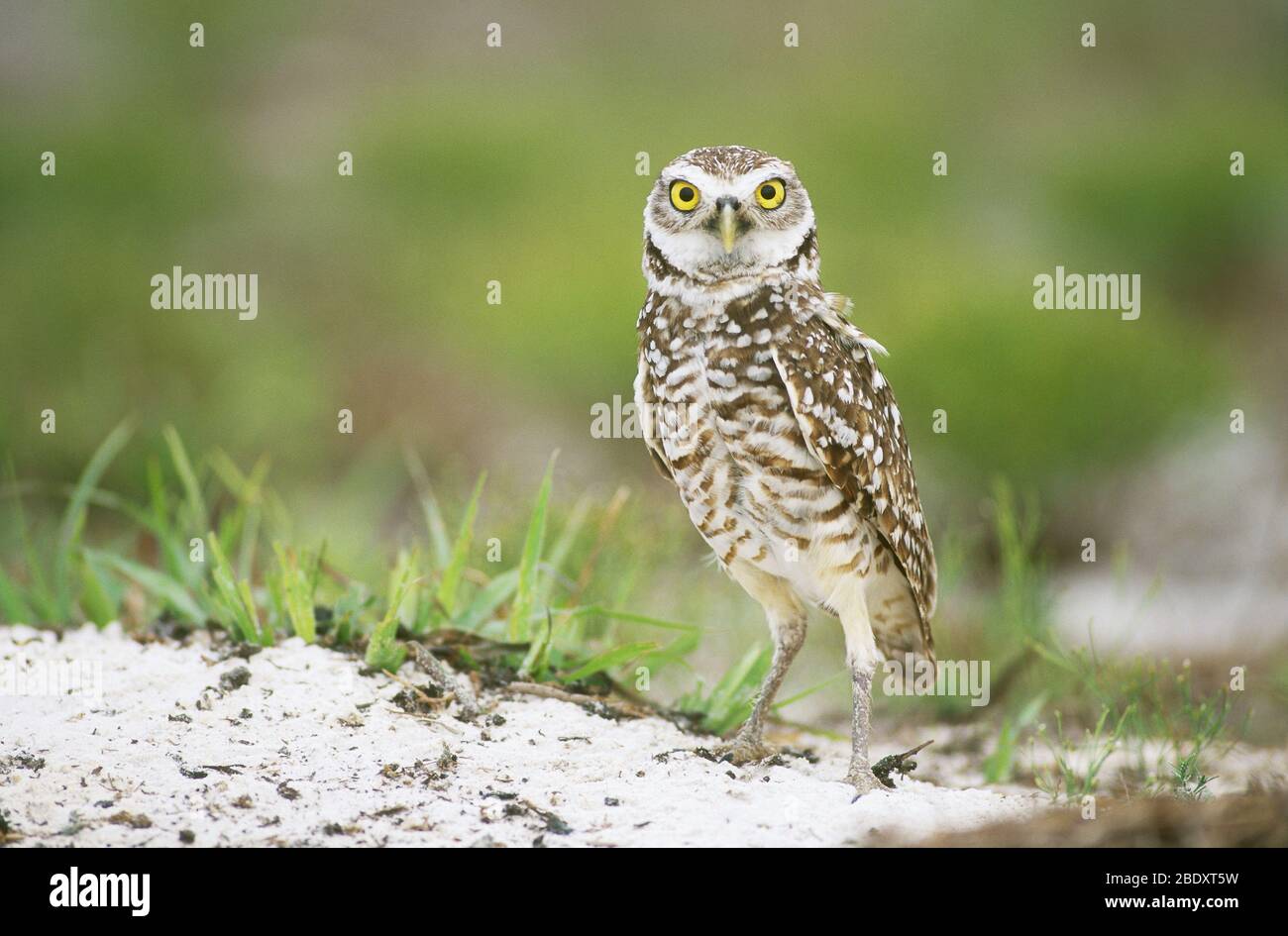 Burrowing Owl (Athene cunicularia Stock Photo - Alamy
