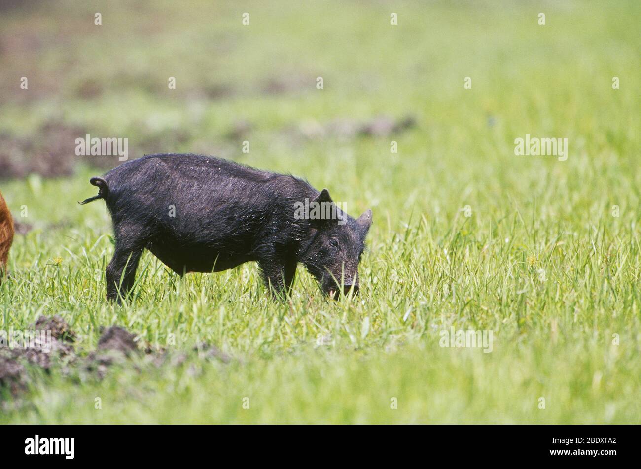 Feral Pig in Florida Stock Photo
