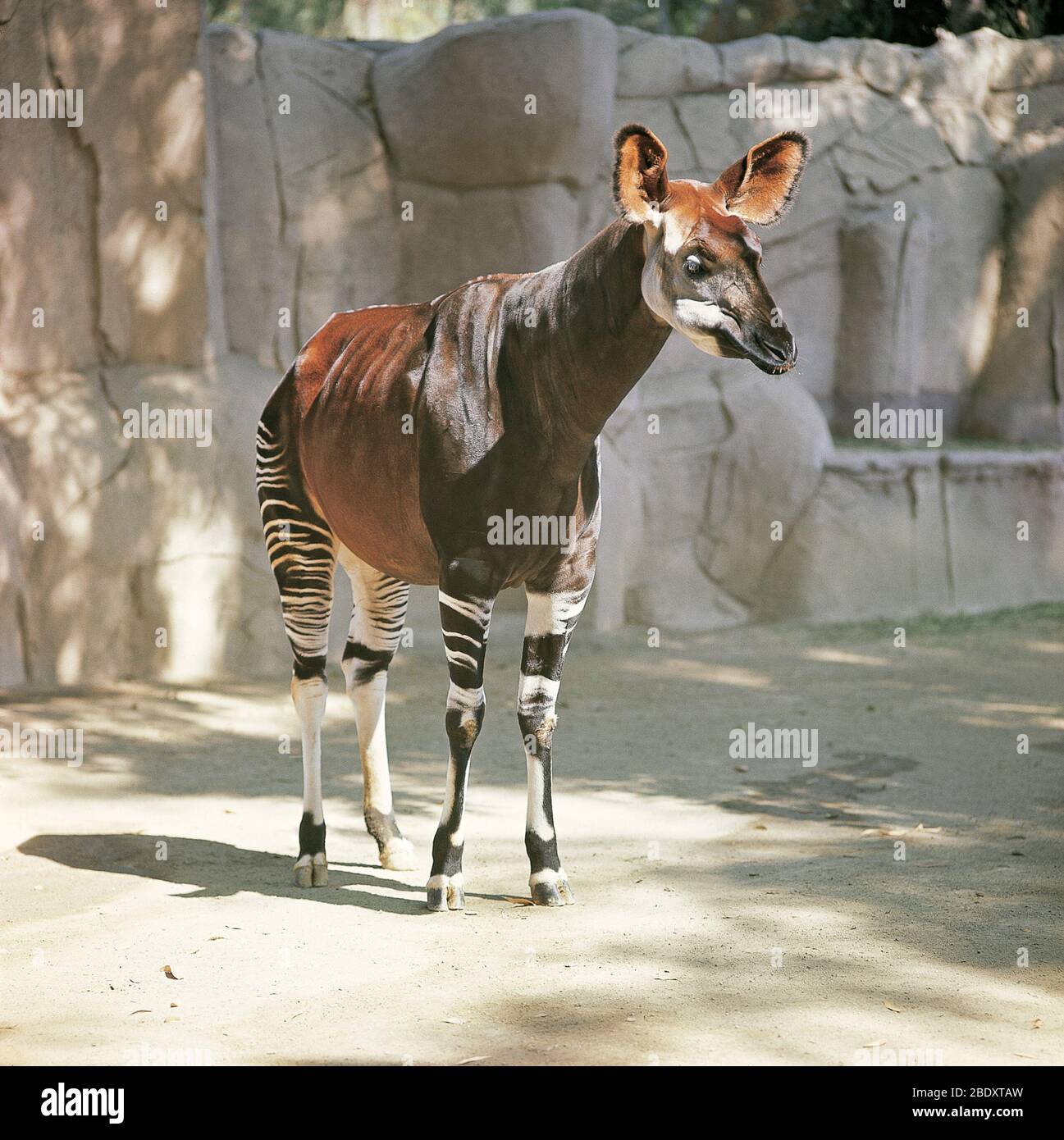 Okapi animal hi-res stock photography and images - Alamy