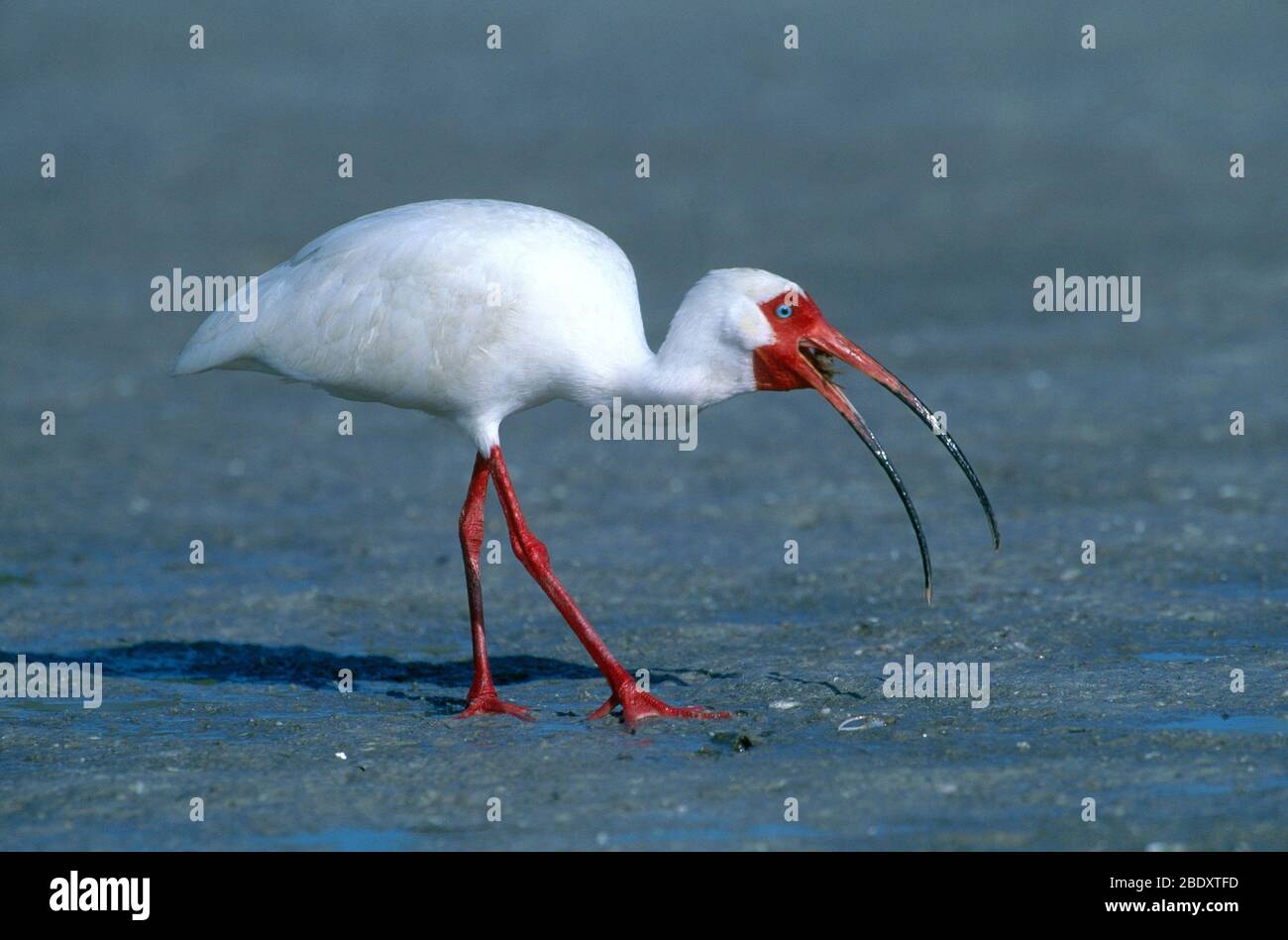 White Ibis Eating Crab Stock Photo