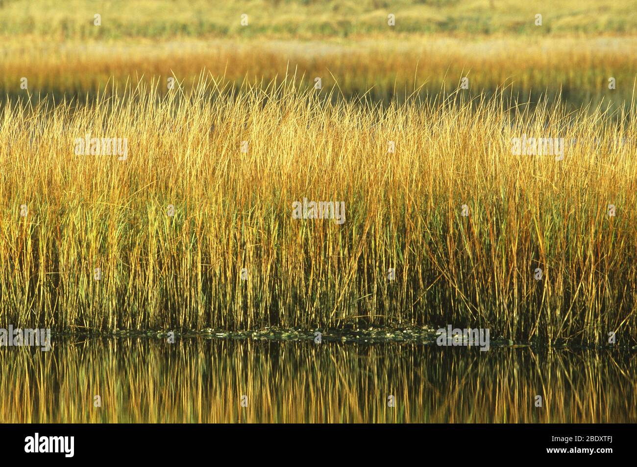 Saltmarsh Cordgrass (Spartina alterniflora) Stock Photo