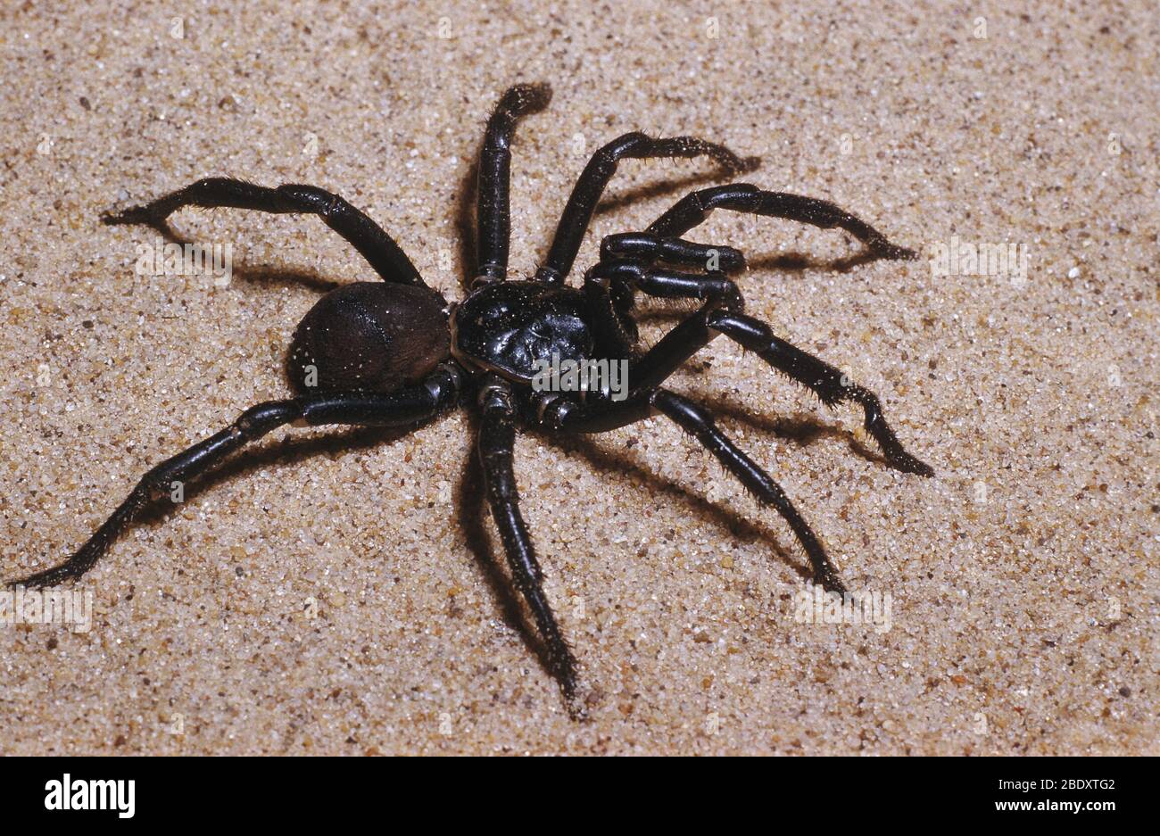 Male Trapdoor Spider Stock Photo