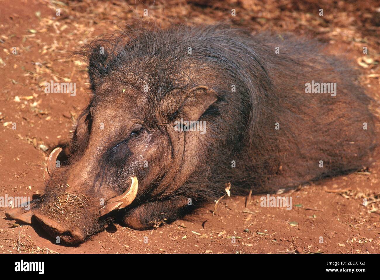 Giant Forest Hog Stock Photo