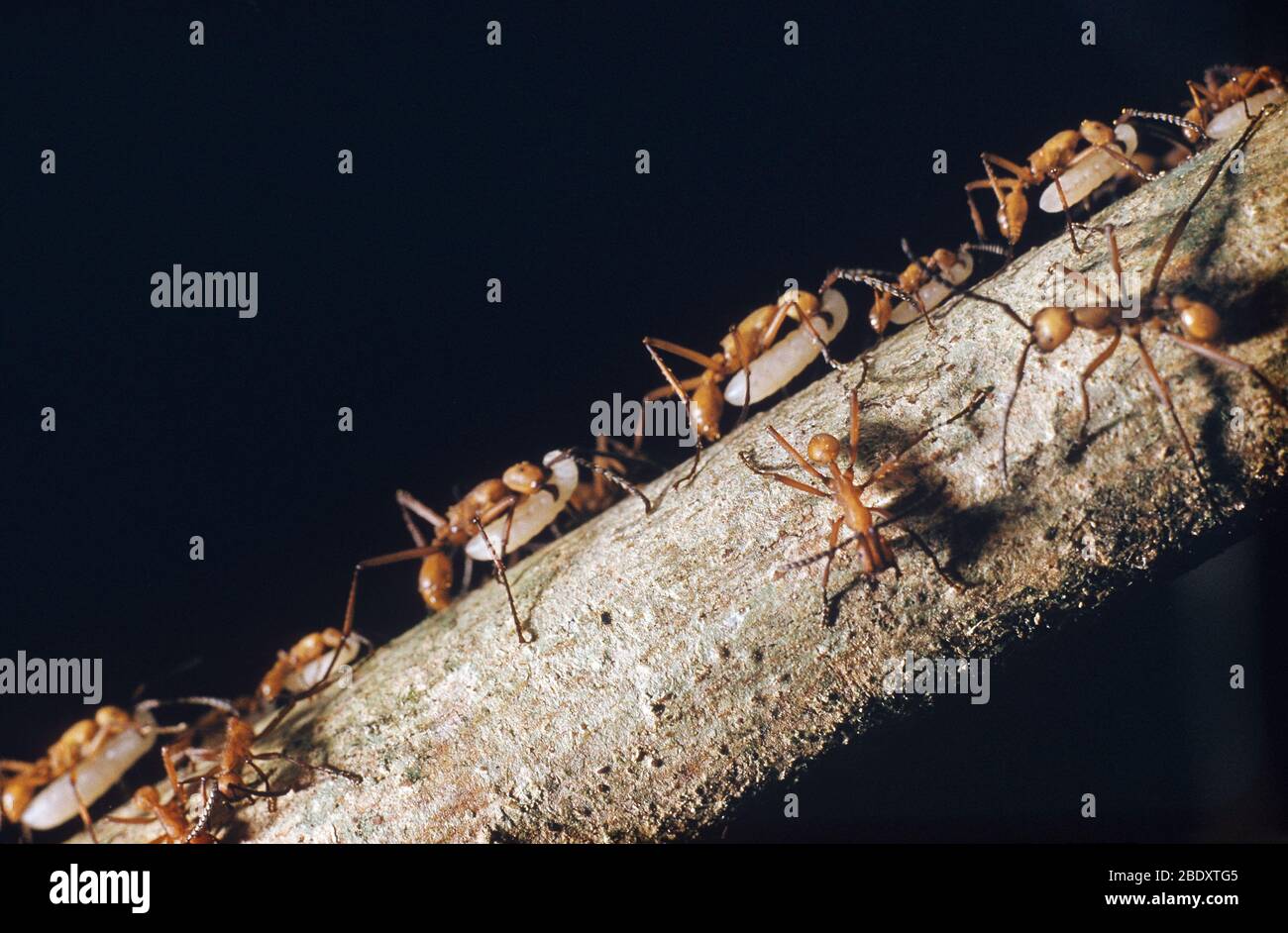 Army Ants (Eciton hamatum) Stock Photo