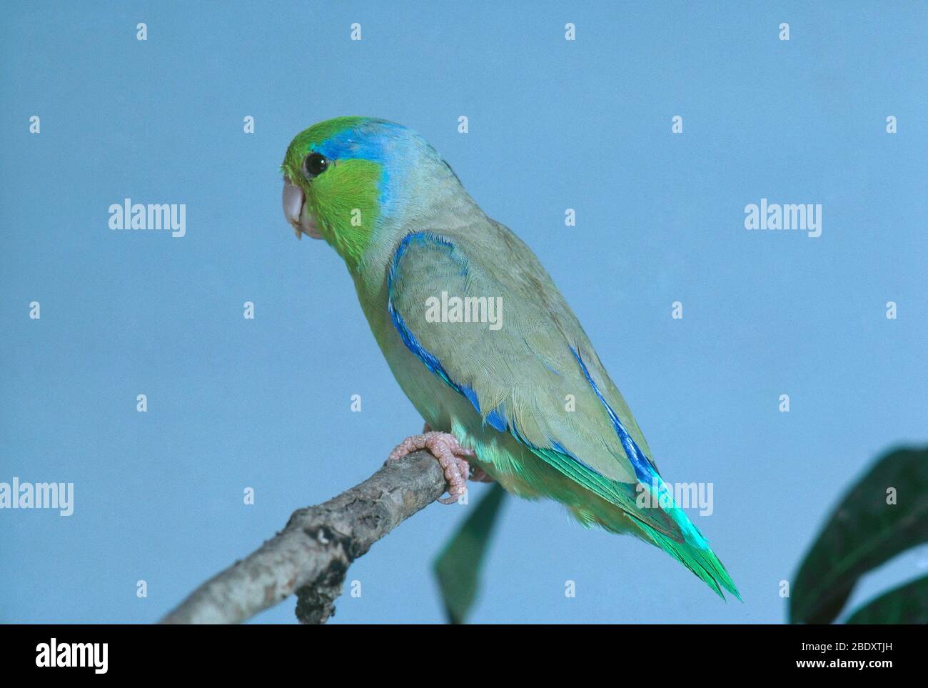 Pacific Parrotlet Stock Photo