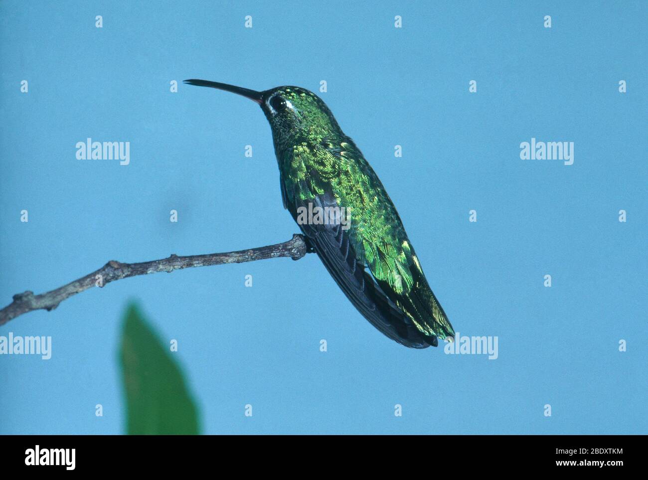 Green-tailed Goldenthroat Stock Photo