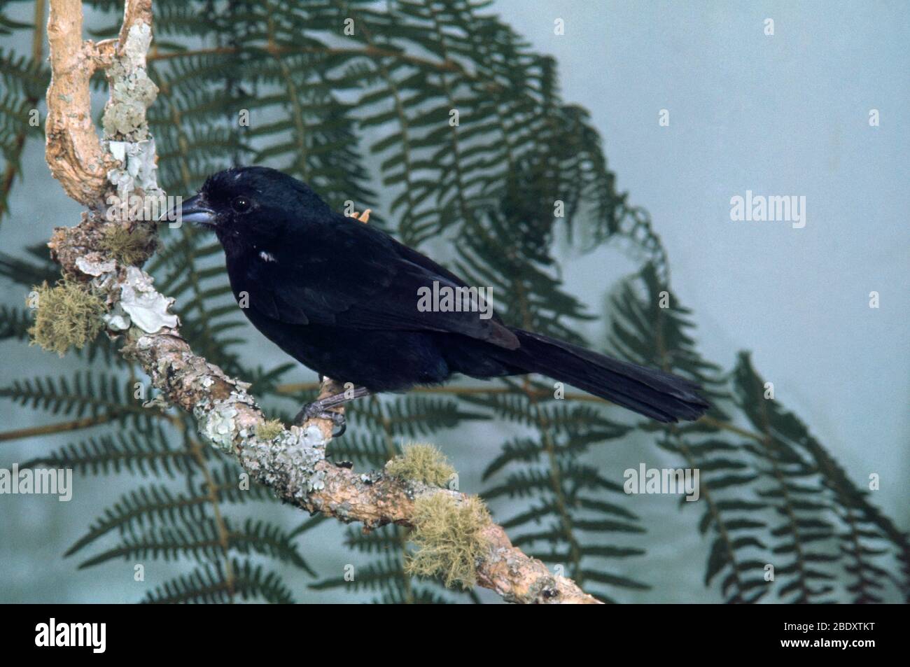 White-Lined Tanager Stock Photo
