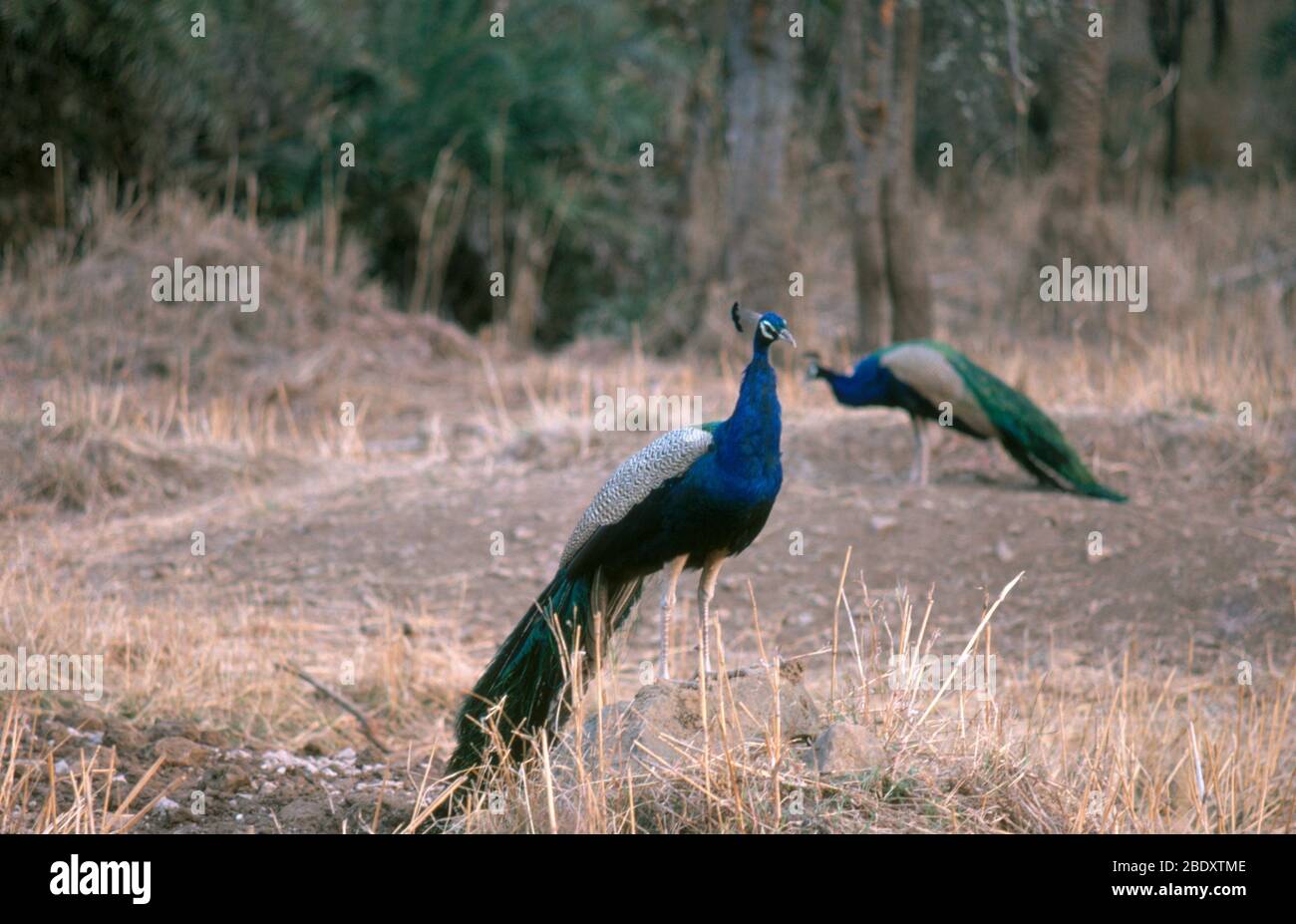 Indian Peacock (Pavo cristatus) Stock Photo
