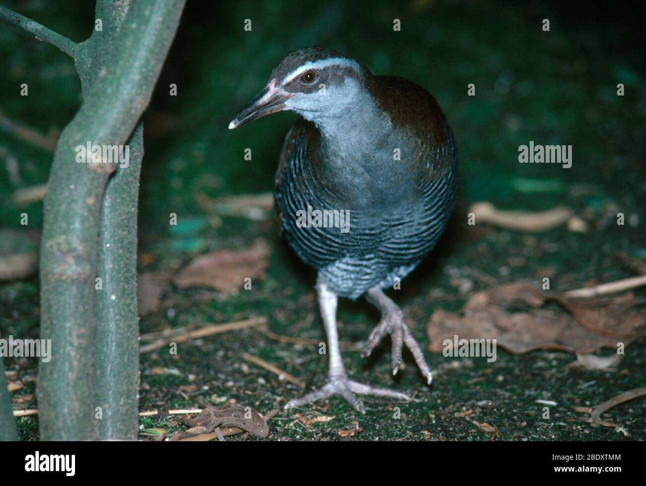 Guam Rail Stock Photo