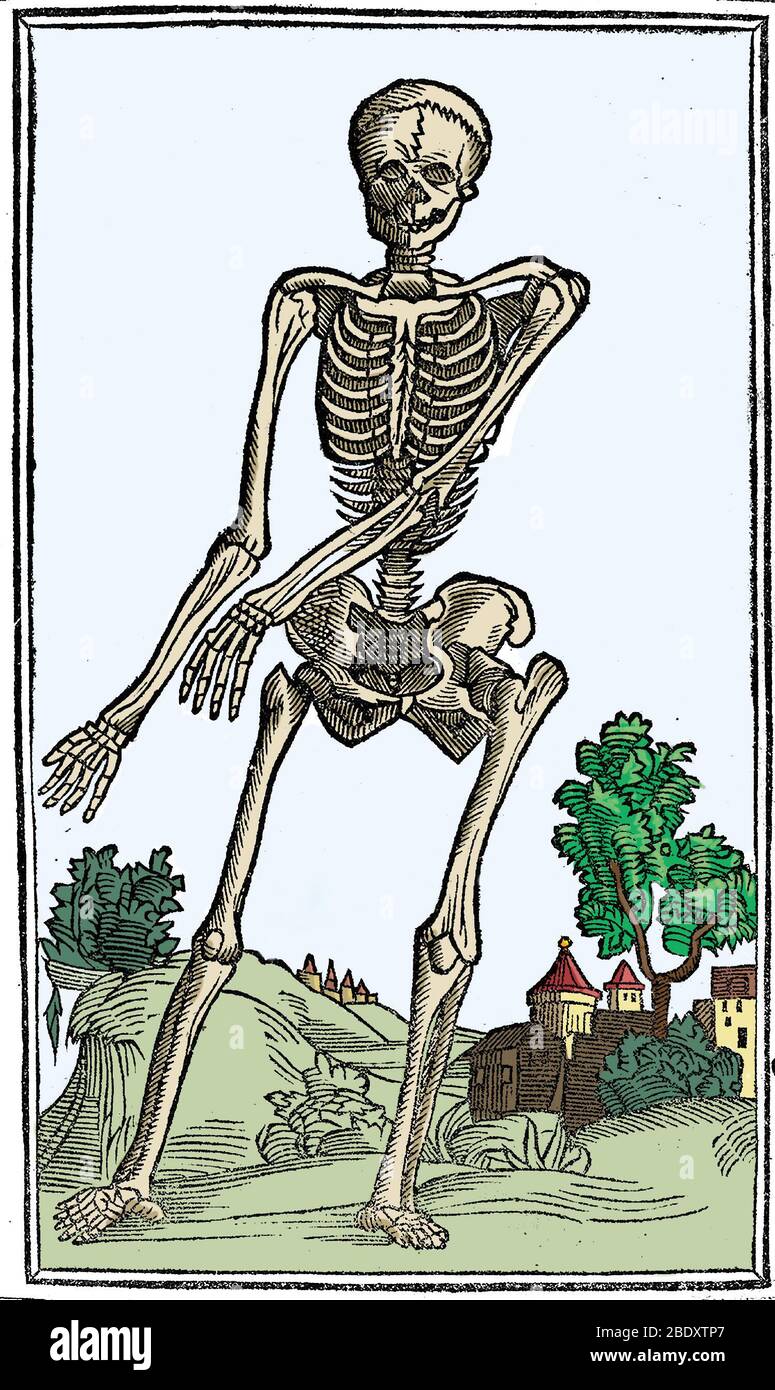 1500s human skeleton illustration hi-res stock photography and images ...