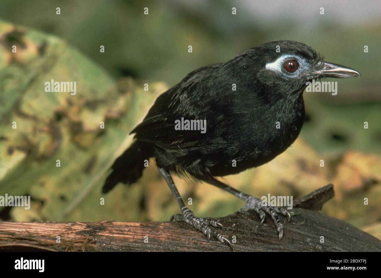 Immaculate Antbird Stock Photo