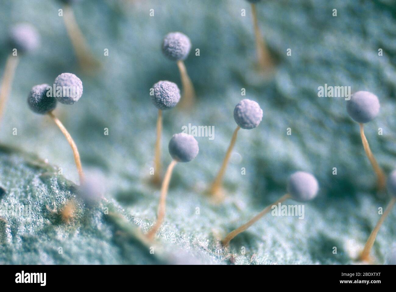 Physarum nucleatum Stock Photo