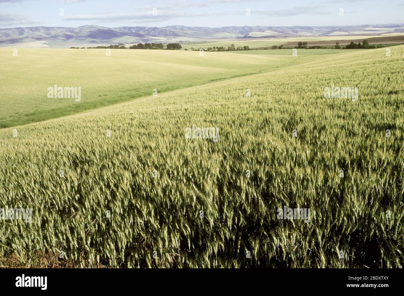 Wheat in Spring Stock Photo