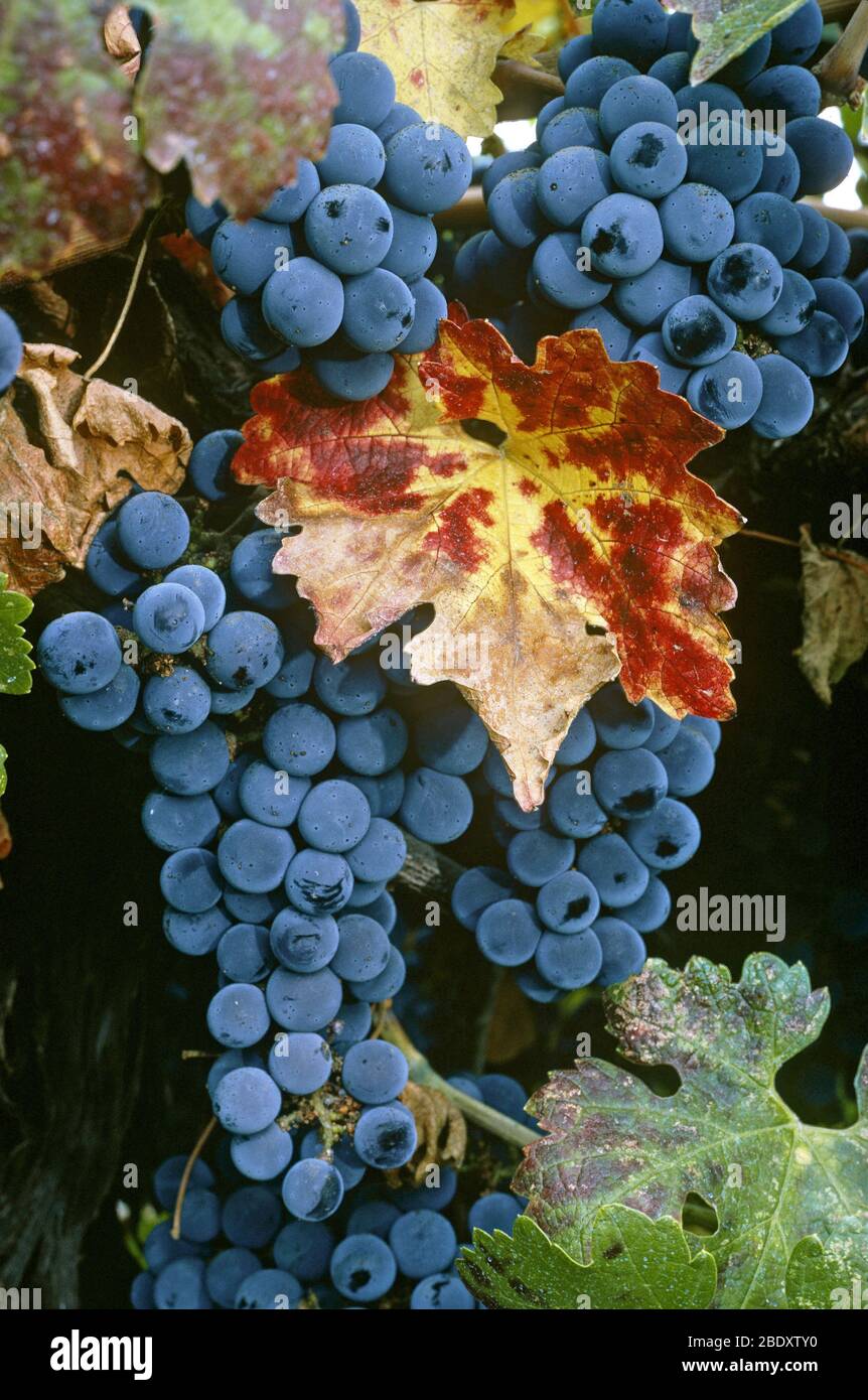 Cabernet Sauvignon Grapes Stock Photo