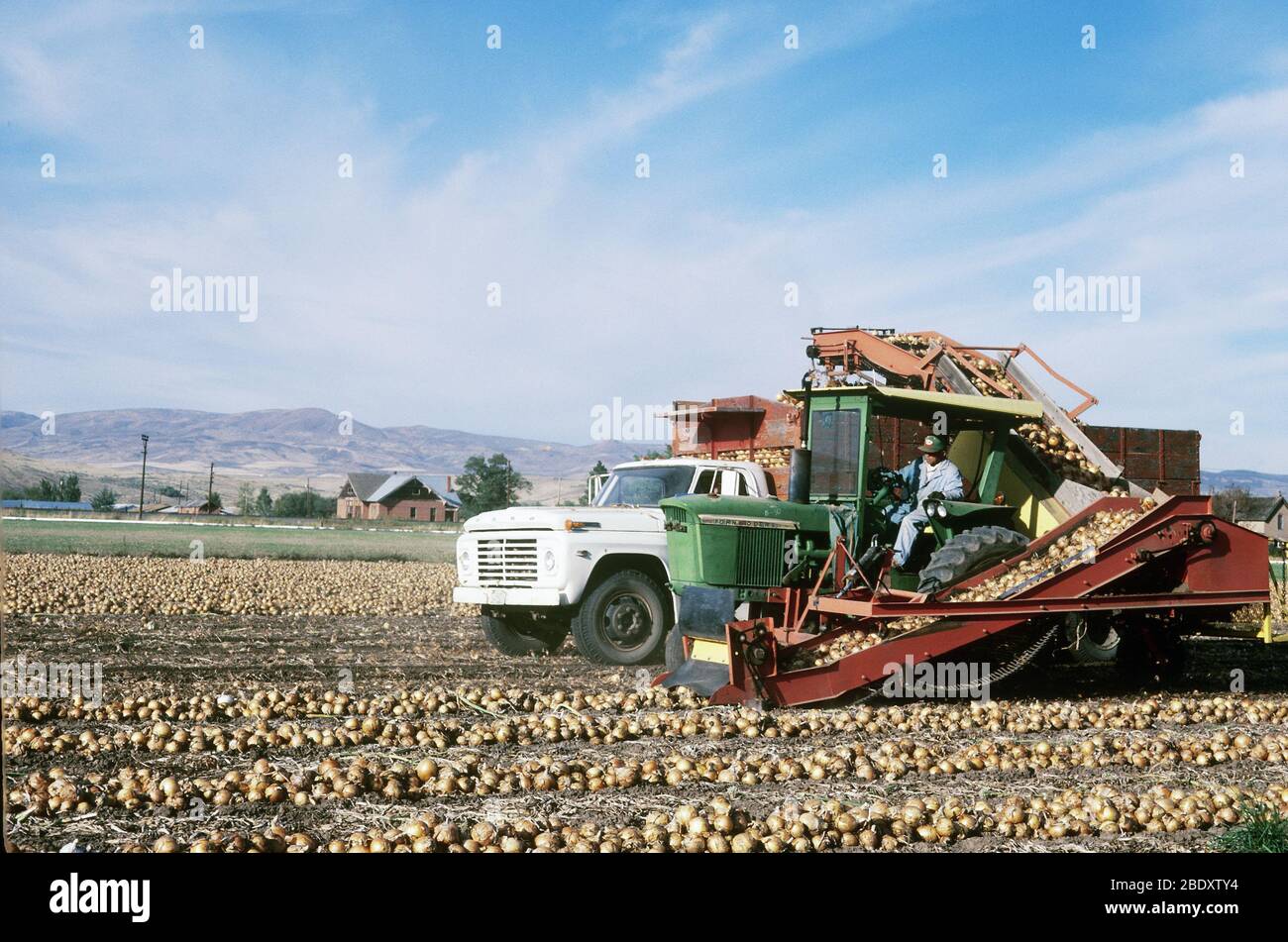 Farmers harvesting onion hi-res stock photography and images - Alamy