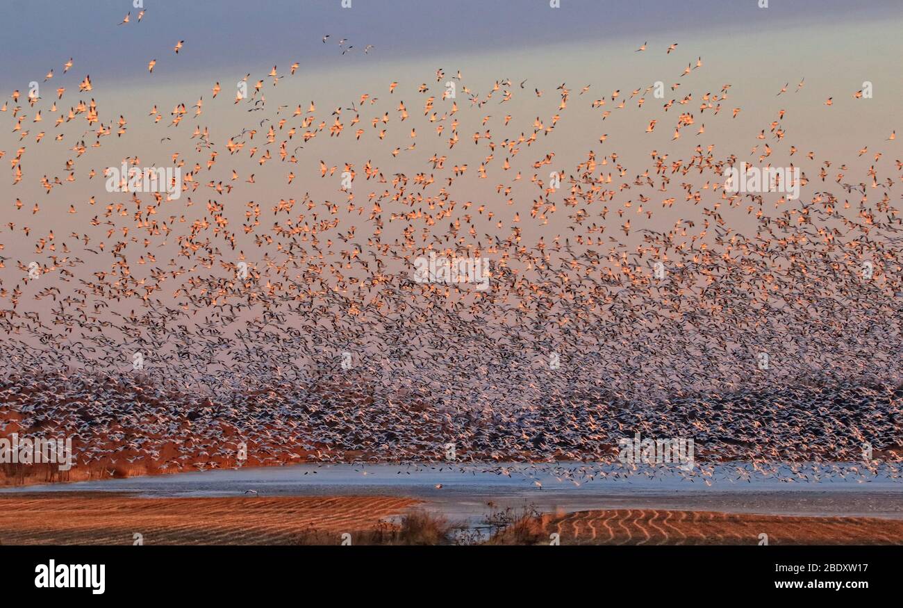 Thousands of Snow Geese in flight at sunrise on migration site Stock Photo