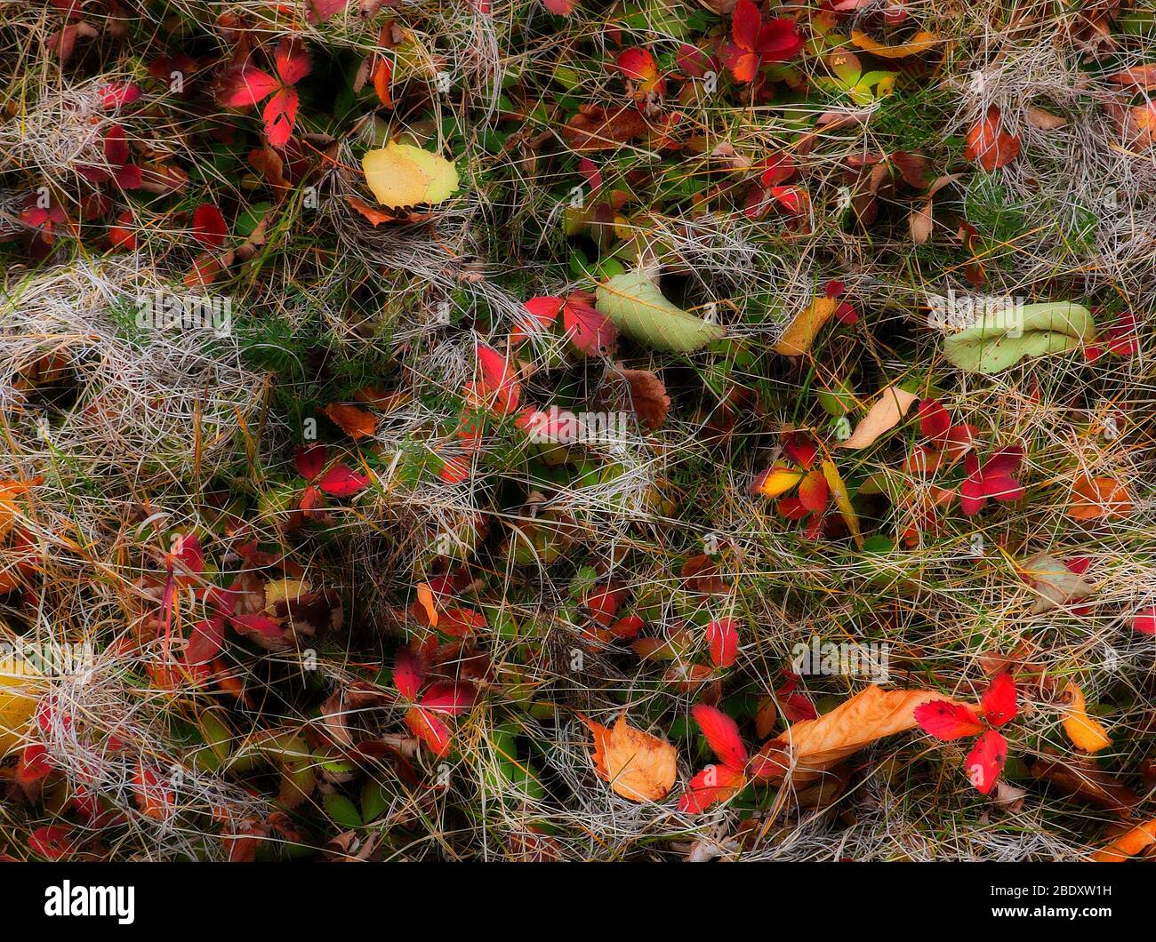 Colorful leaves hi-res stock photography and images - Alamy