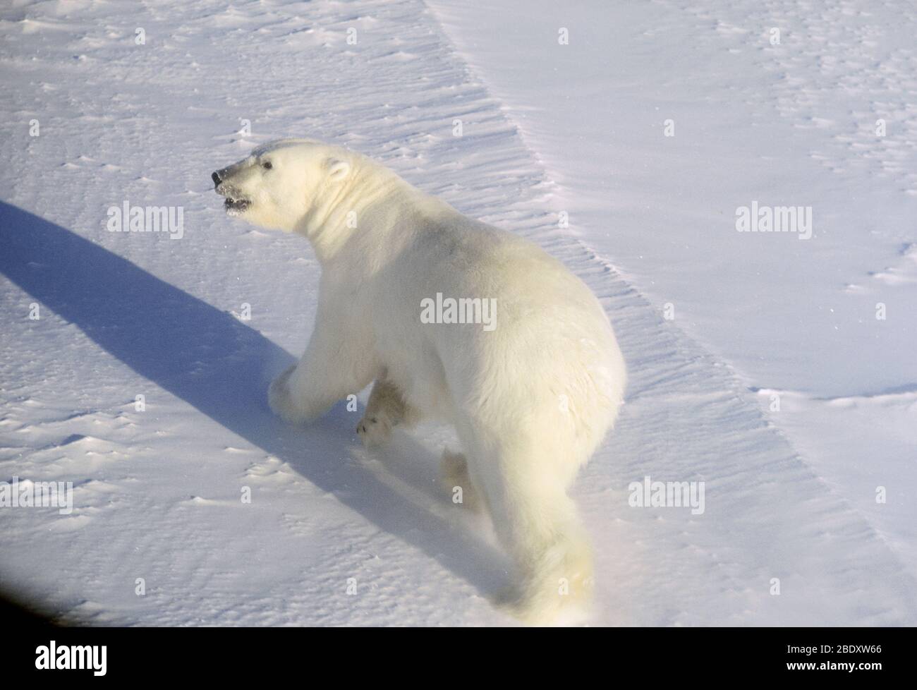 Polar Bear Stock Photo