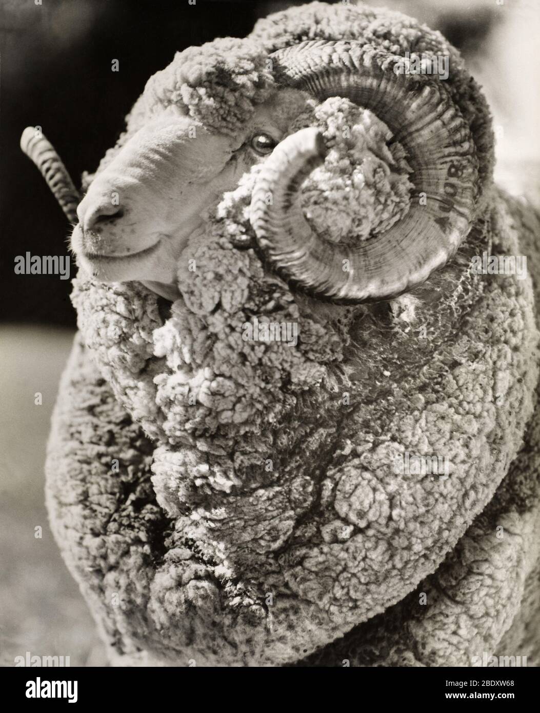 Champion Australian Merino Stock Photo