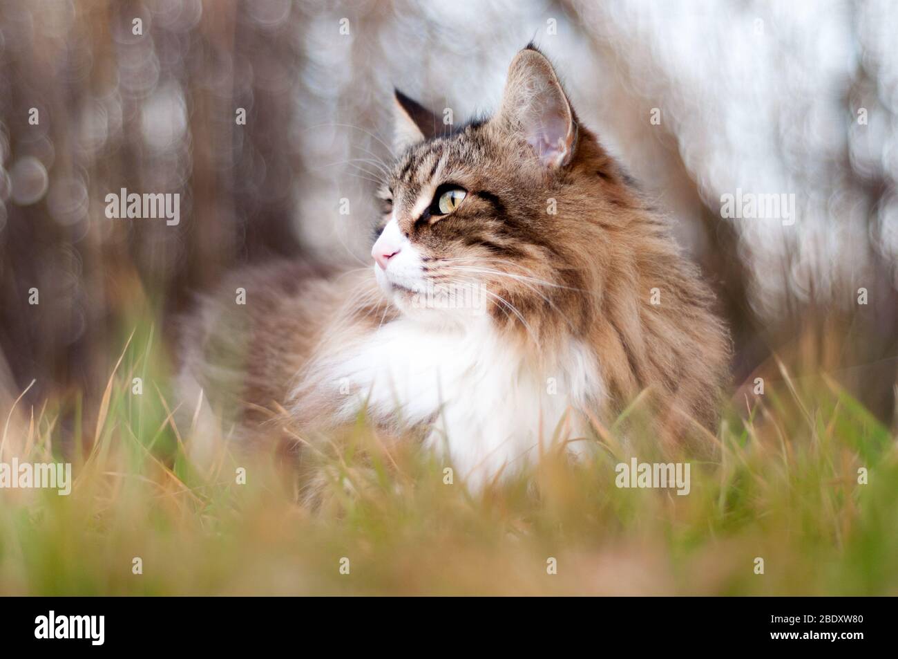 portrait of a beautiful fluffy norwegian forest cat looking far sitting a tree. Warm colors. Stock Photo