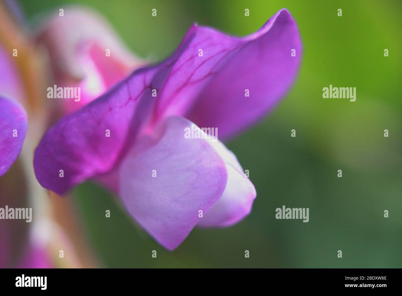Beach Pea pink flower extreme close up Stock Photo