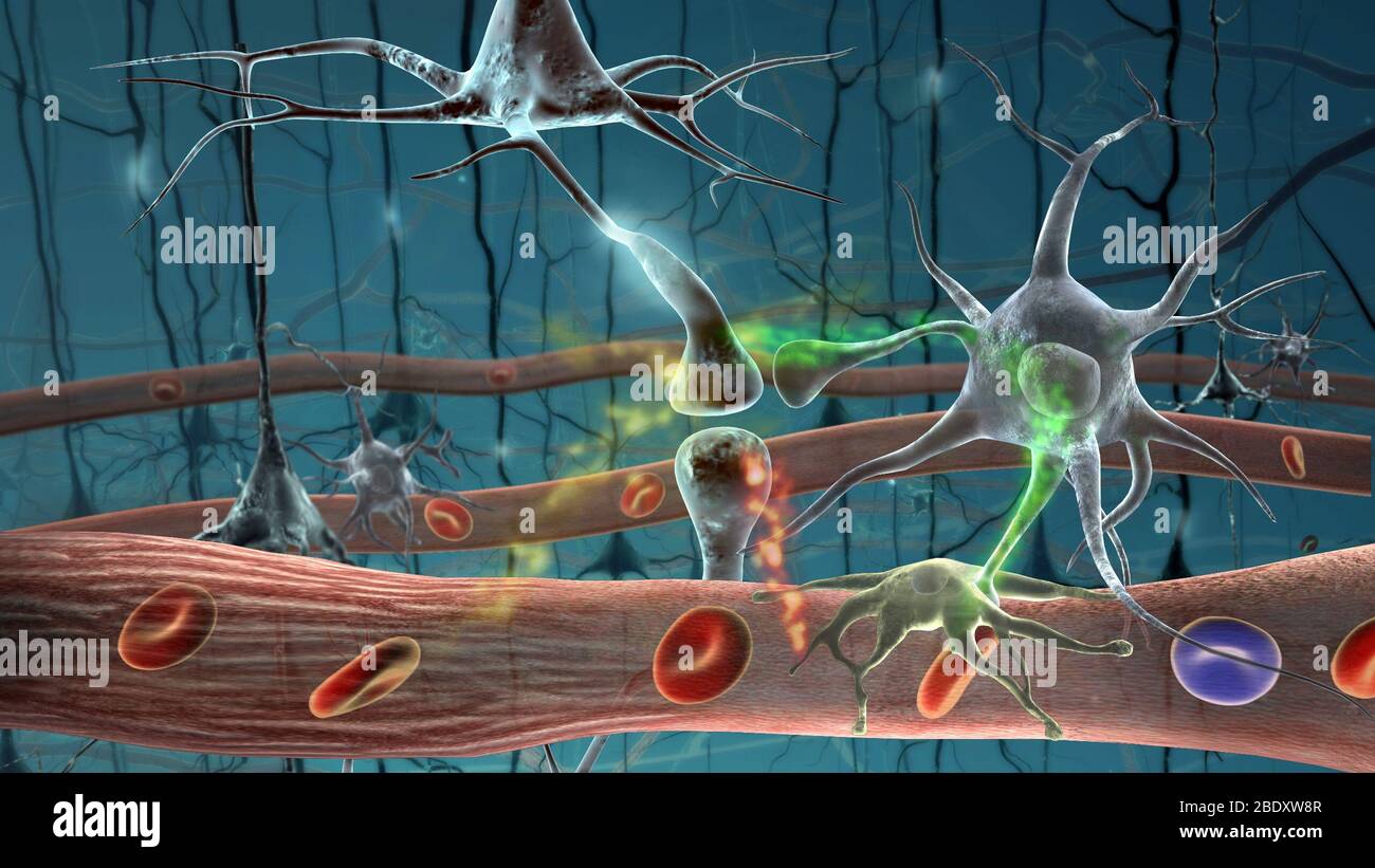 Nervous System, Neurons Stock Photo